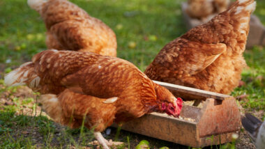 Les produits marocains à base de volaille autorisés par l’UE