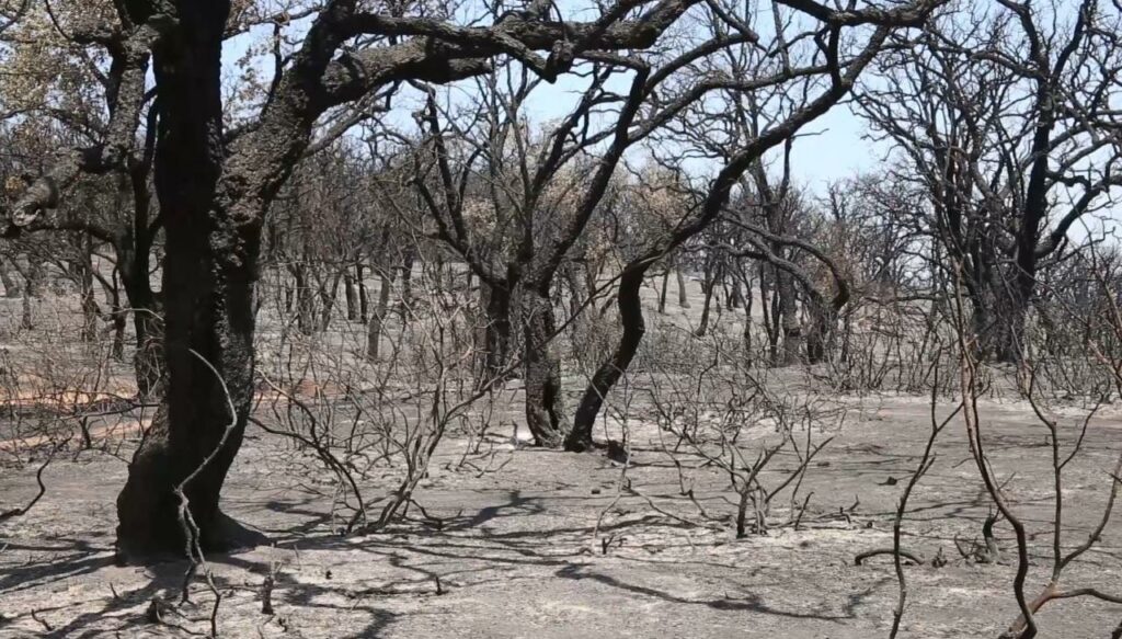 Feux de forêts : En direct. La situation dans les cinq provinces touchées vendredi 15 juillet 2022