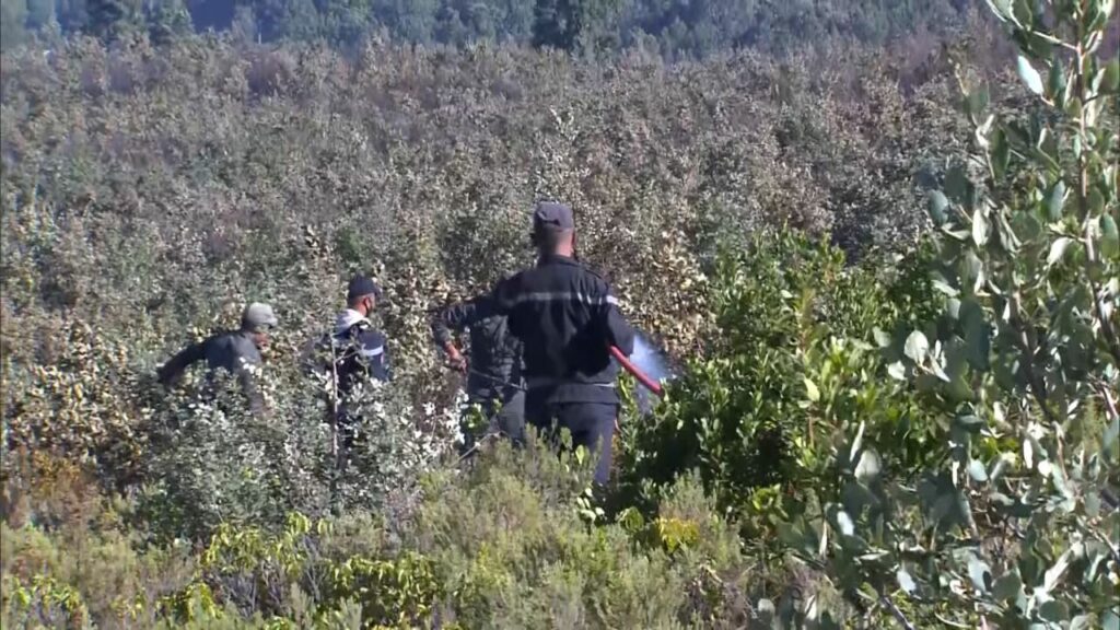 En direct. Feux de forêt : la situation dans les provinces de Larache et Tétouan