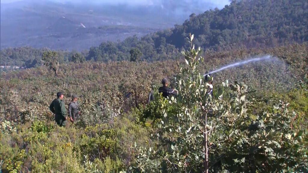 En direct. Feux de forêt : la situation dans les provinces de Larache et Tétouan