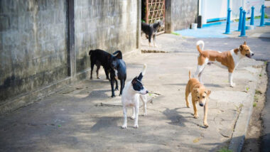 Décès d'une touriste française à Dakhla suite à une attaque de chiens errants (autorités locales)