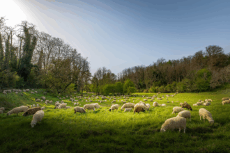 Séisme. Un demi-million de quintaux d’orge pour approvisionner le cheptel dans les zones sinistrées