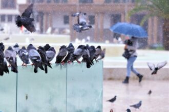 Les prévisions météo de ce dimanche 23 février 2025