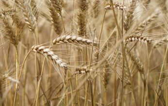 Céréales : le stock actuel couvre 2 à 6 mois de consommation, l'approvisionnement national assuré