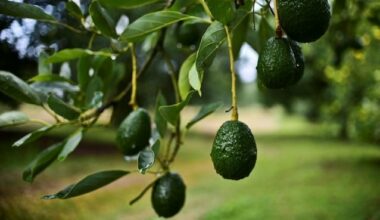 Malgré la sécheresse, le Maroc s'achemine vers une récolte record d'avocats
