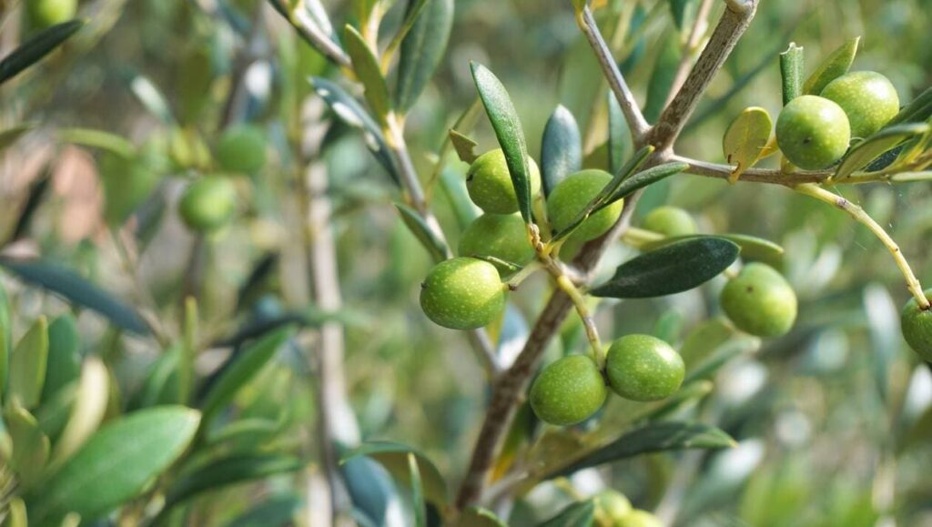 Plantation de plus de 1.300 ha d’oliviers dans la province de Ouezzane