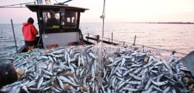 Fact checking. Non, les pêcheurs ne rejettent pas les sardines à la mer pour augmenter les prix !