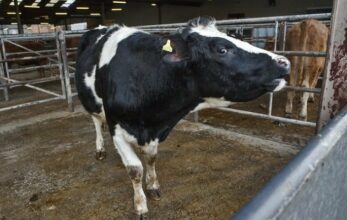 Aucun cas de vache folle identifié parmi les bovins importés du Brésil (ONSSA)