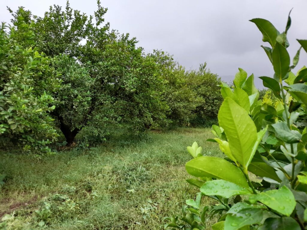 Reportage. À Afourer, les dernières précipitations suscitent l'optimisme des agriculteurs
