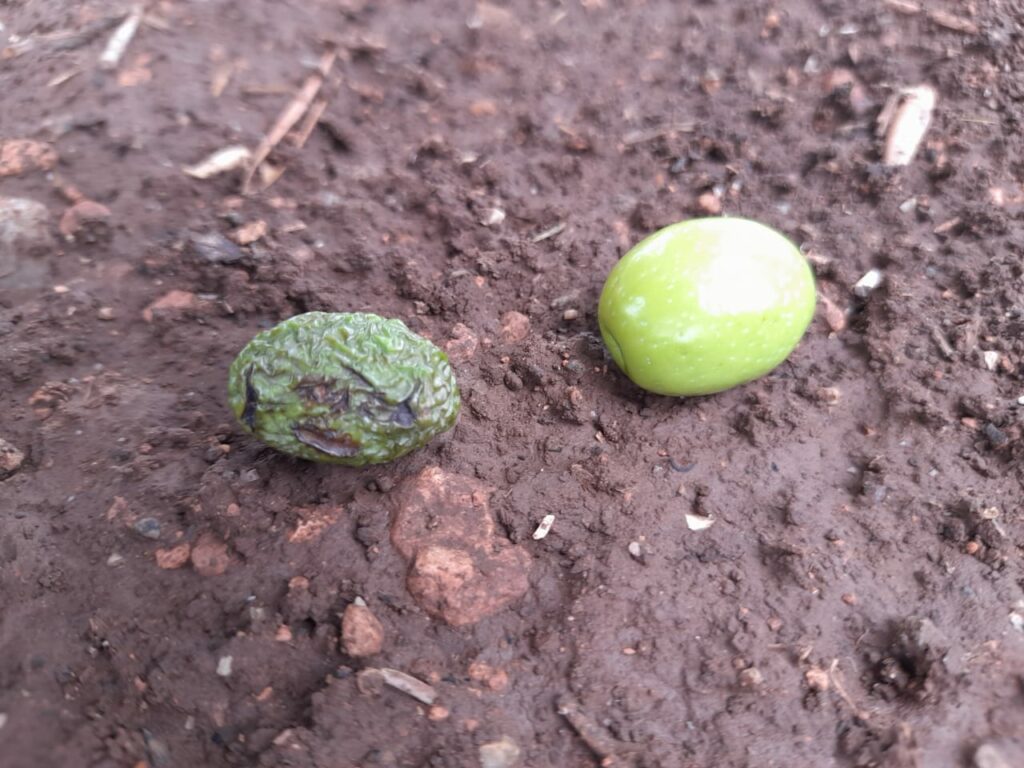 Reportage. À Afourer, les dernières précipitations suscitent l'optimisme des agriculteurs
