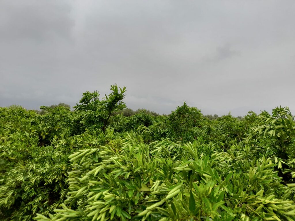 Reportage. À Afourer, les dernières précipitations suscitent l'optimisme des agriculteurs