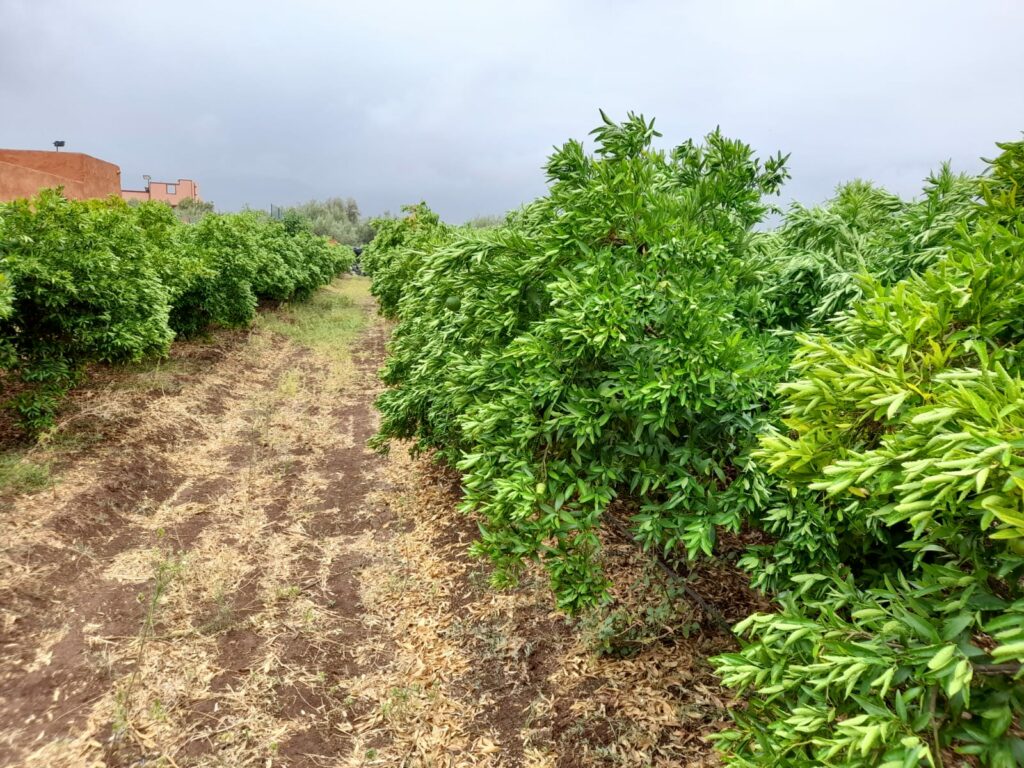 Reportage. À Afourer, les dernières précipitations suscitent l'optimisme des agriculteurs