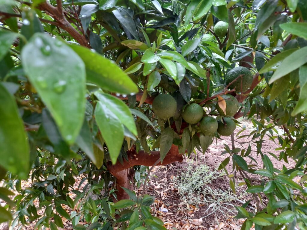 Reportage. À Afourer, les dernières précipitations suscitent l'optimisme des agriculteurs