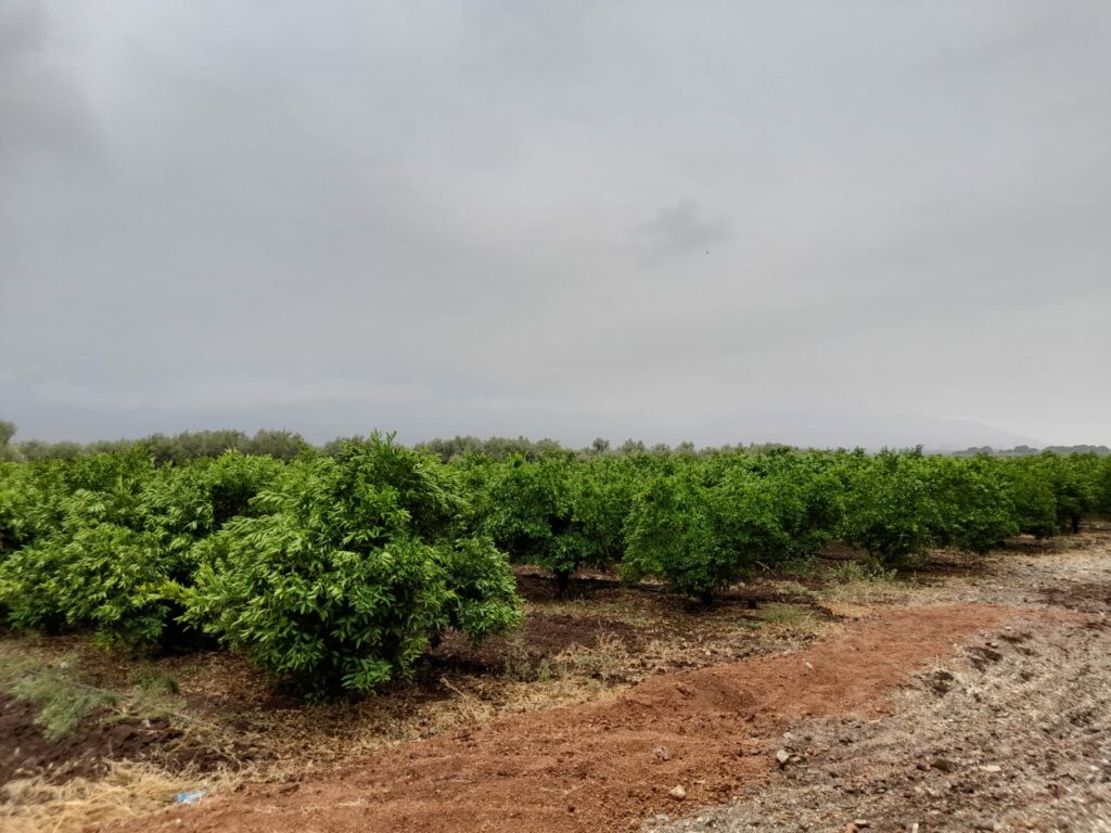 Reportage. À Afourer, les dernières précipitations suscitent l'optimisme des agriculteurs