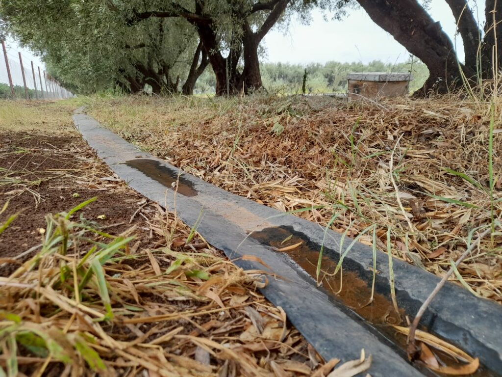 Reportage. À Afourer, les dernières précipitations suscitent l'optimisme des agriculteurs