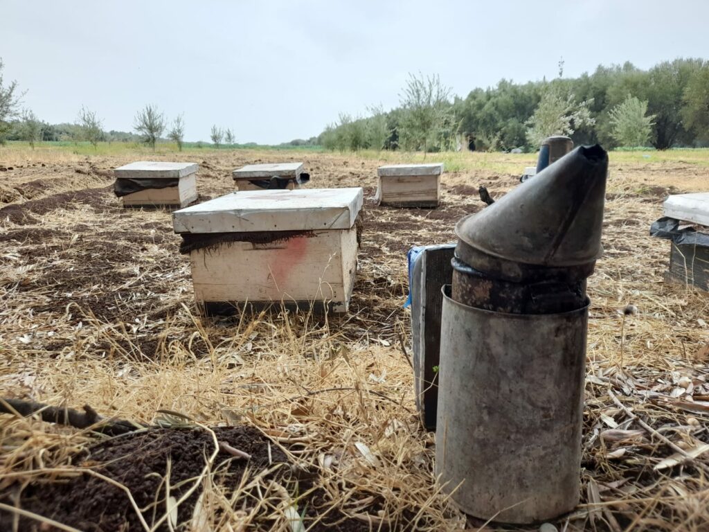 Reportage. À Afourer, les dernières précipitations suscitent l'optimisme des agriculteurs