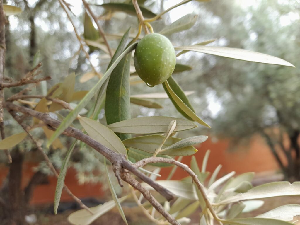 Reportage. À Afourer, les dernières précipitations suscitent l'optimisme des agriculteurs