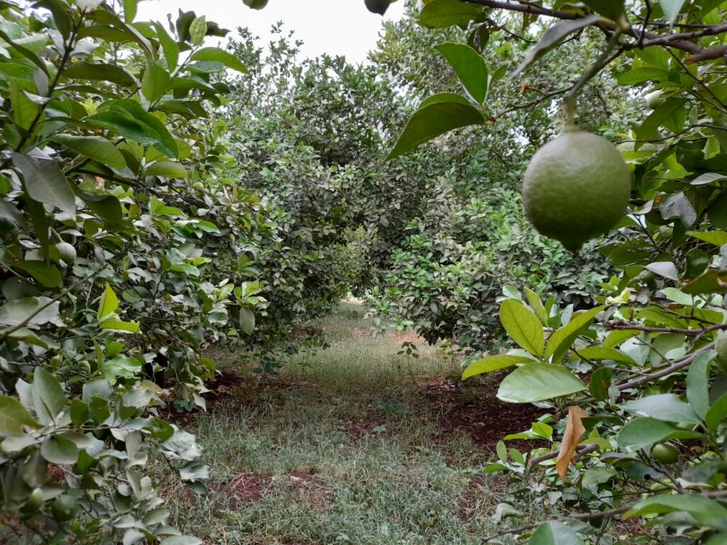 Reportage. À Afourer, les dernières précipitations suscitent l'optimisme des agriculteurs