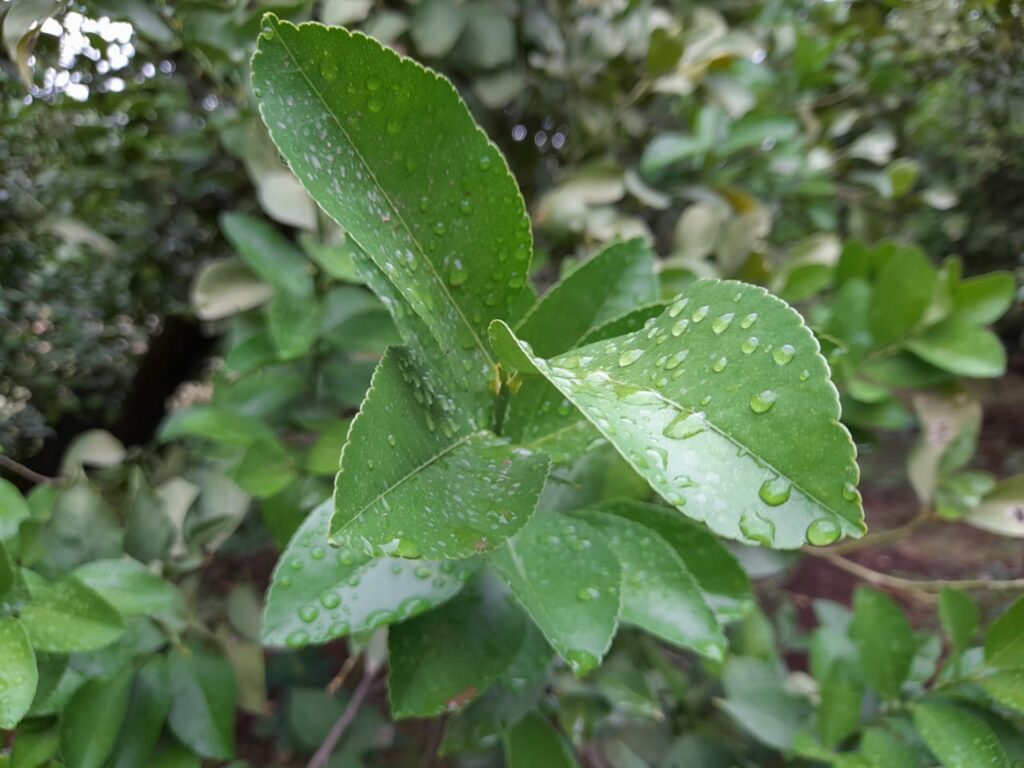 Reportage. À Afourer, les dernières précipitations suscitent l'optimisme des agriculteurs
