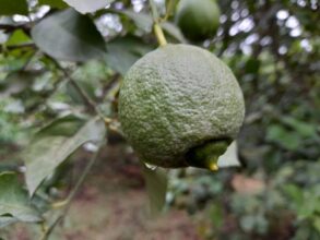 Reportage. À Afourer, les dernières précipitations suscitent l'optimisme des agriculteurs