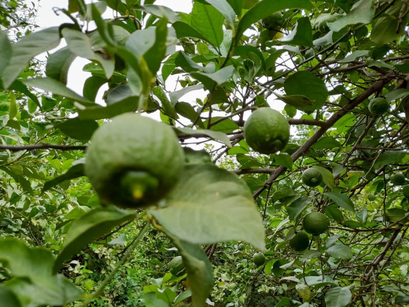 Reportage. À Afourer, les dernières précipitations suscitent l'optimisme des agriculteurs