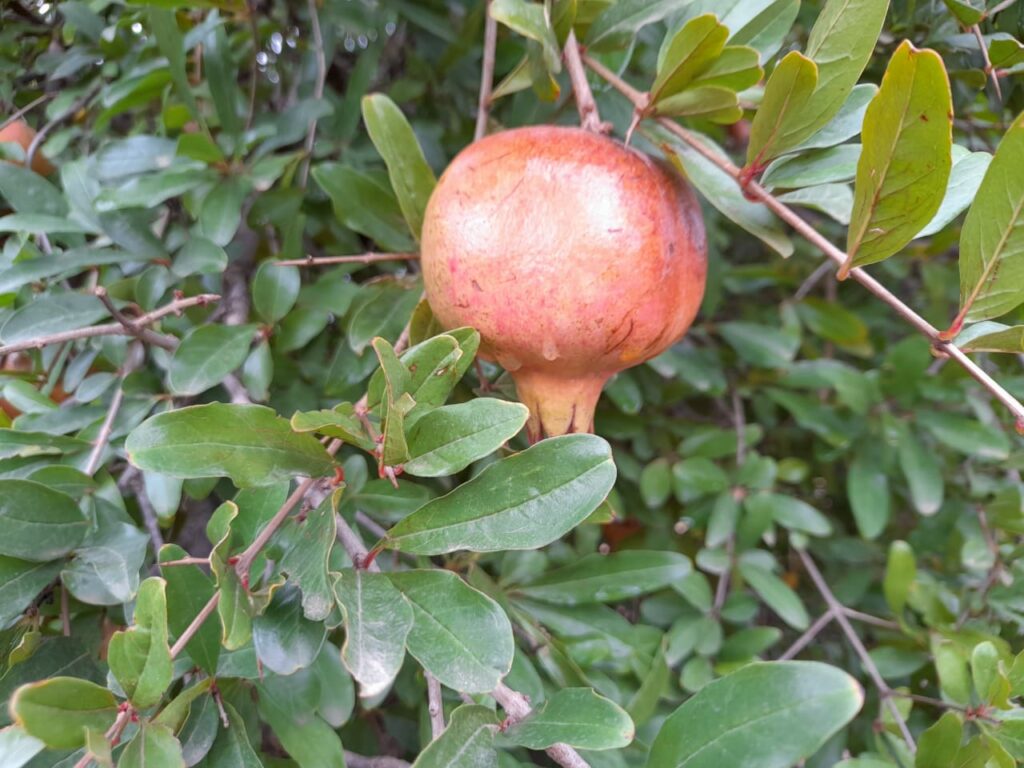 Reportage. À Afourer, les dernières précipitations suscitent l'optimisme des agriculteurs