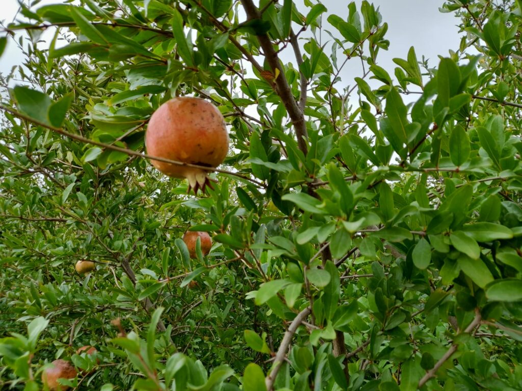 Reportage. À Afourer, les dernières précipitations suscitent l'optimisme des agriculteurs
