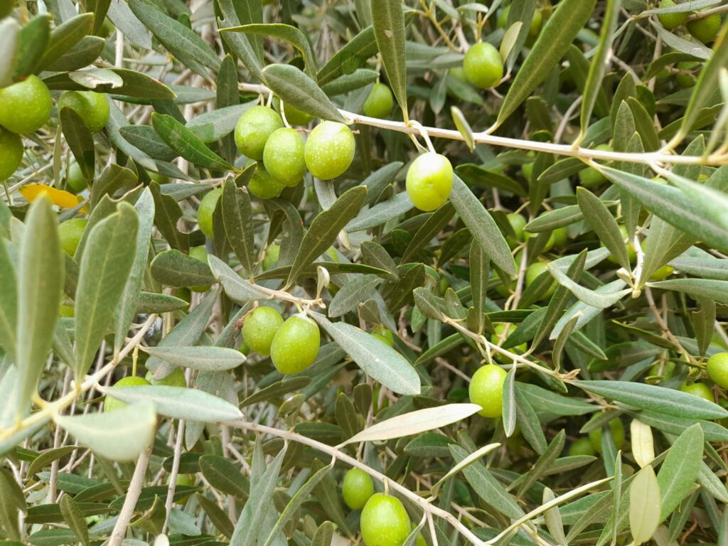 Reportage. À Afourer, les dernières précipitations suscitent l'optimisme des agriculteurs