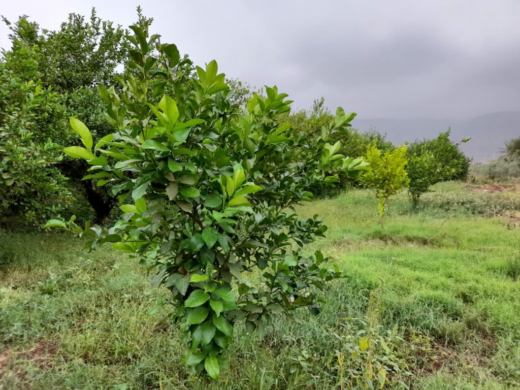 Reportage. À Afourer, les dernières précipitations suscitent l'optimisme des agriculteurs