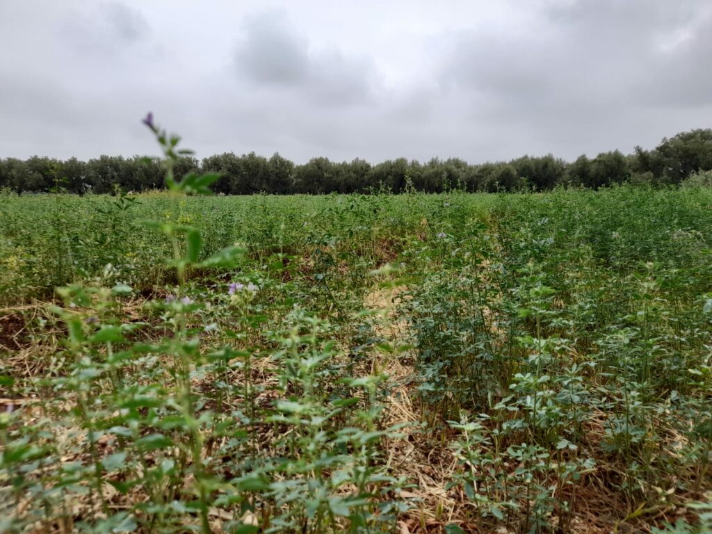 Reportage. À Afourer, les dernières précipitations suscitent l'optimisme des agriculteurs