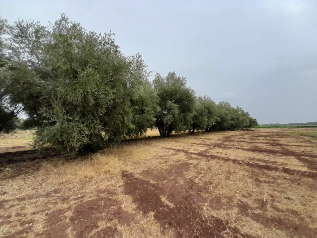 Reportage. À Afourer, les dernières précipitations suscitent l'optimisme des agriculteurs