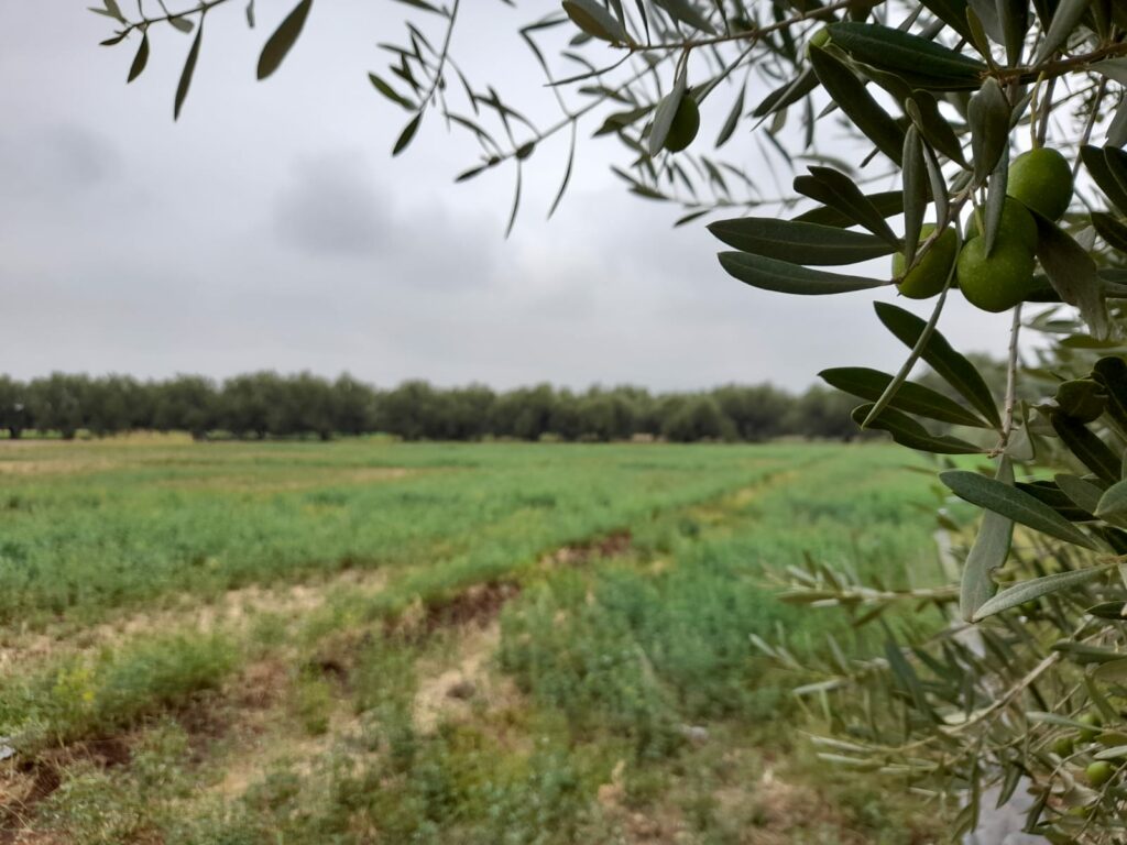 Reportage. À Afourer, les dernières précipitations suscitent l'optimisme des agriculteurs