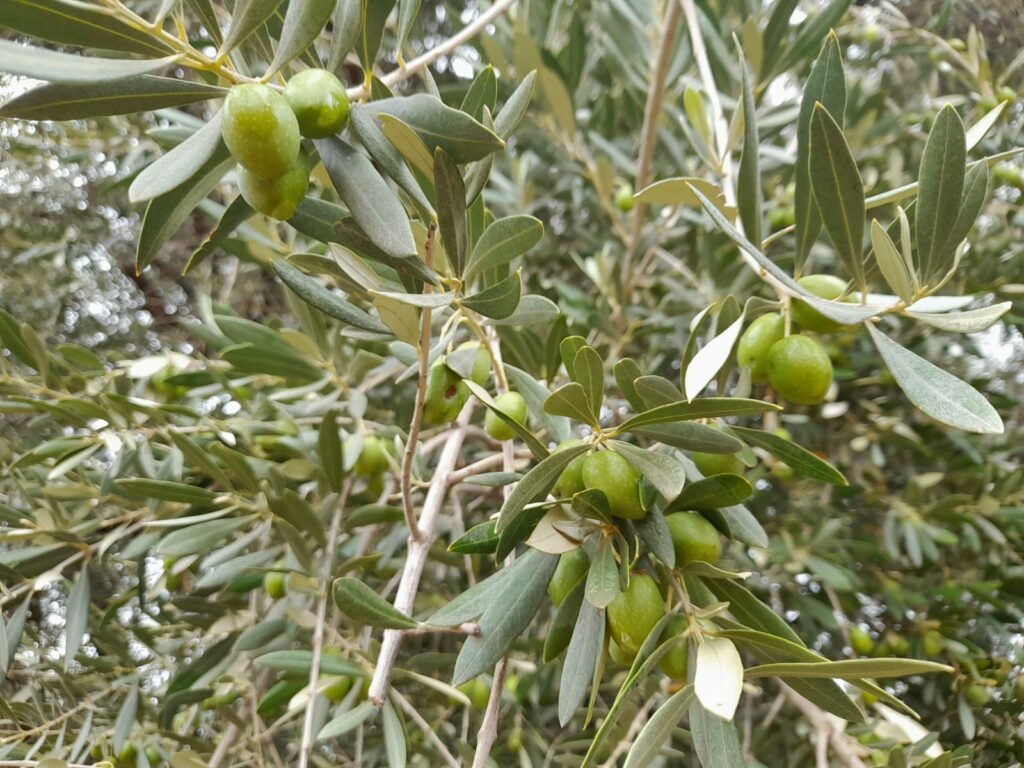 Reportage. À Afourer, les dernières précipitations suscitent l'optimisme des agriculteurs