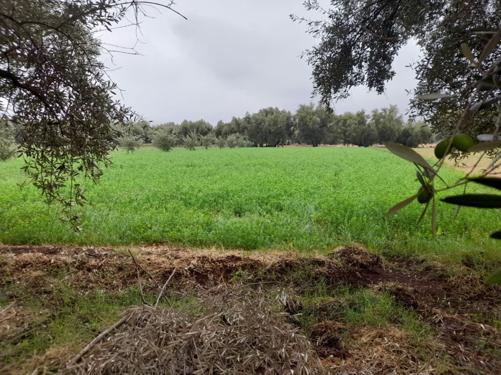 Reportage. À Afourer, les dernières précipitations suscitent l'optimisme des agriculteurs