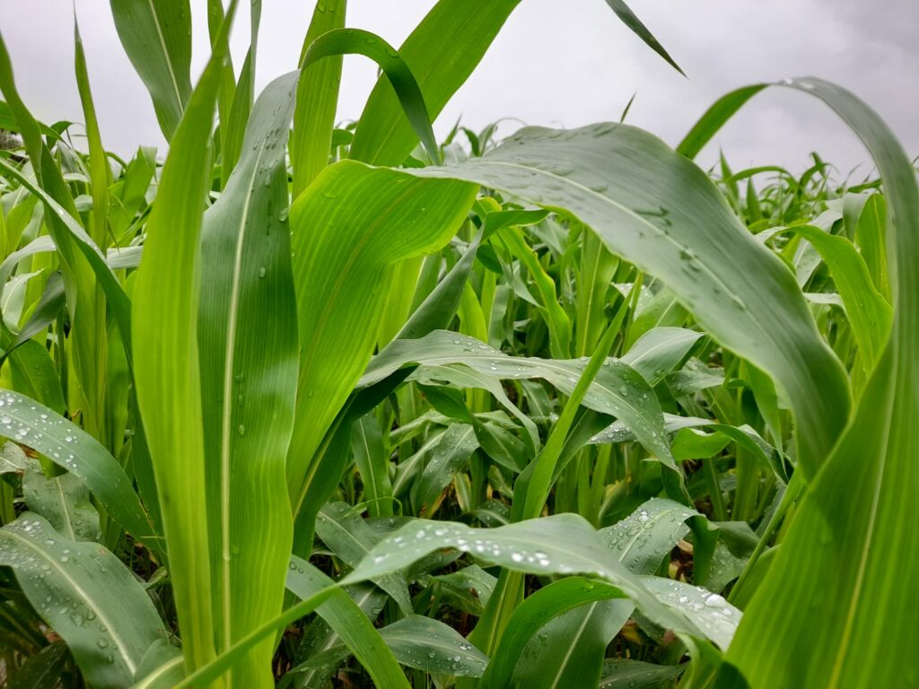Reportage. À Afourer, les dernières précipitations suscitent l'optimisme des agriculteurs