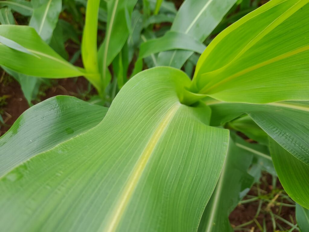 Reportage. À Afourer, les dernières précipitations suscitent l'optimisme des agriculteurs