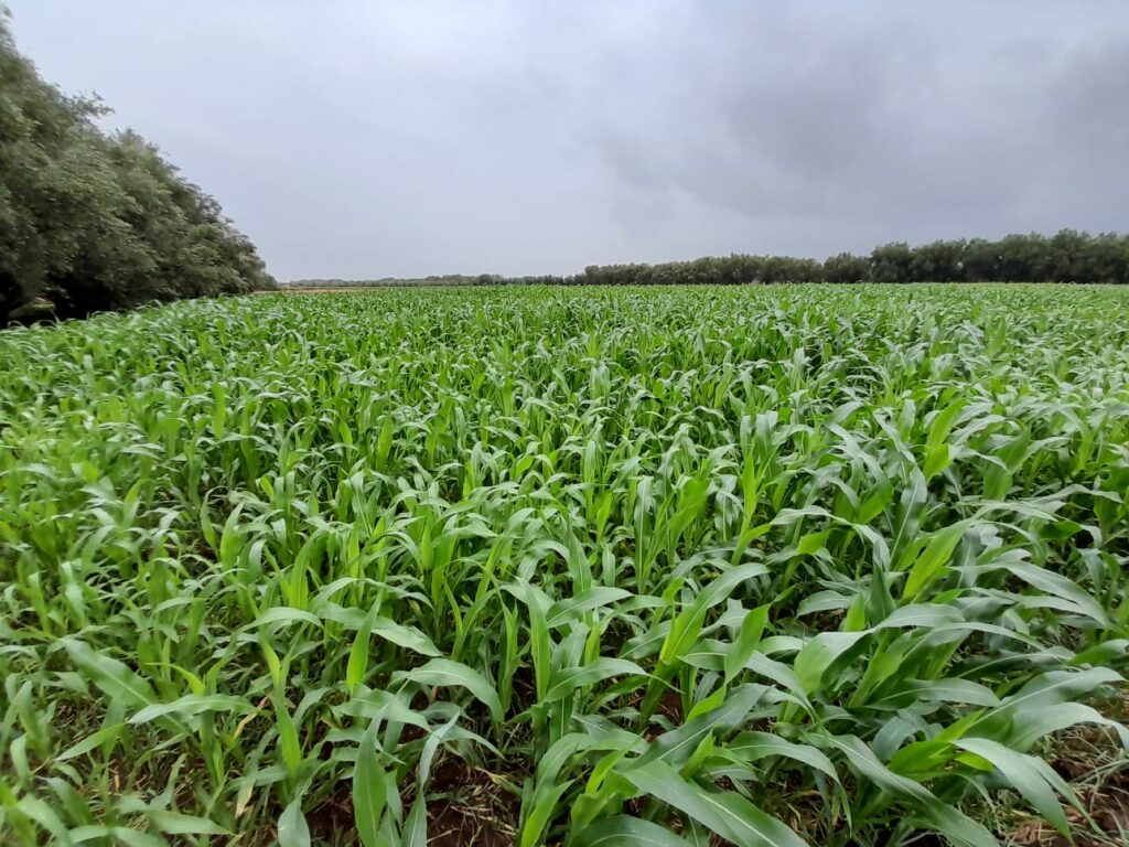 Reportage. À Afourer, les dernières précipitations suscitent l'optimisme des agriculteurs