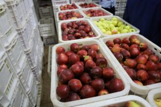 Ouarzazate : plus d’un milliard de DH pour le développement rural et agricole