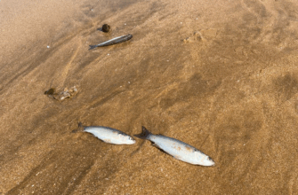 La mortalité des poissons sur la plage Dahomey causée par le rejet des eaux usées (INRH)