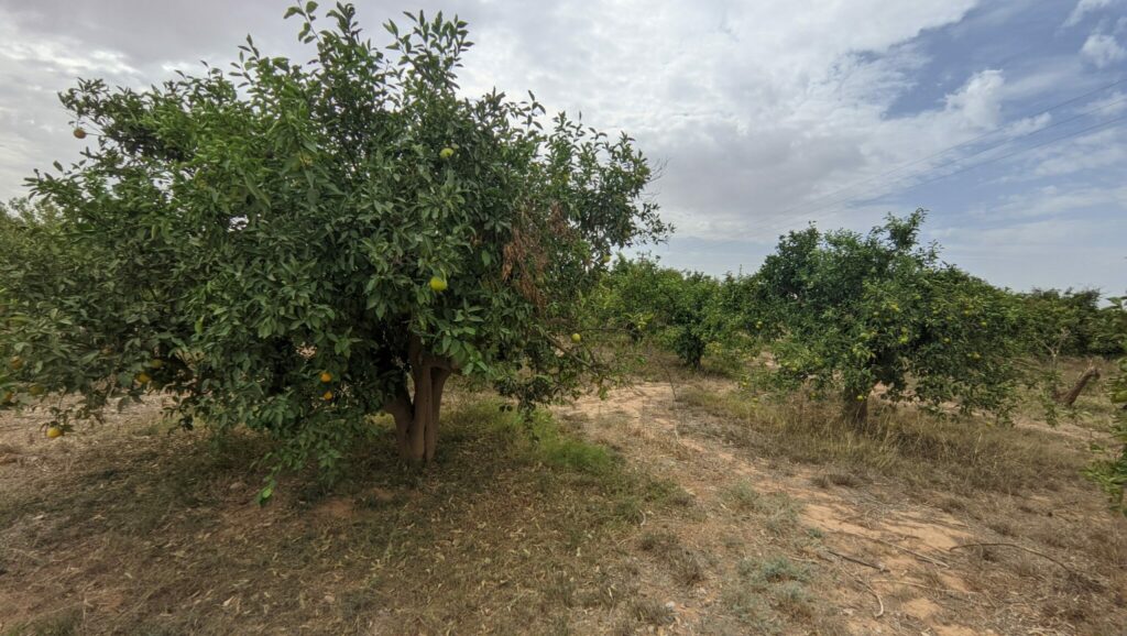 Les températures caniculaires et l'absence de pluies provoquent inquiétude et attentisme