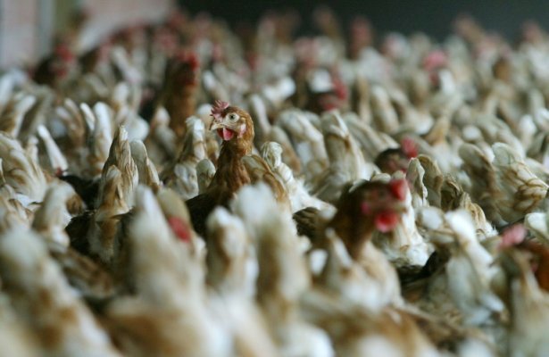 Les raisons de la hausse des prix de la viande de volaille