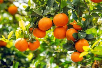 Nadorcott : l'étonnante histoire d'une mandarine marocaine très convoitée