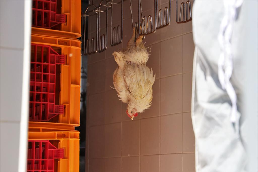 De la production à la commercialisation, le circuit complet de la volaille expliqué par le directeur de la FISA