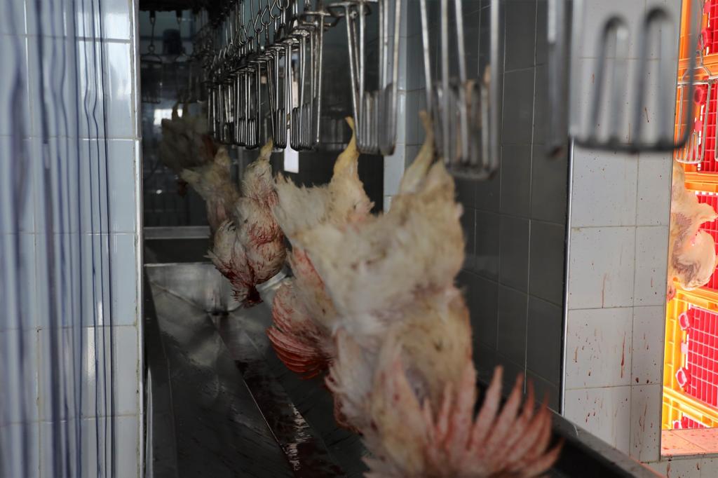 De la production à la commercialisation, le circuit complet de la volaille expliqué par le directeur de la FISA