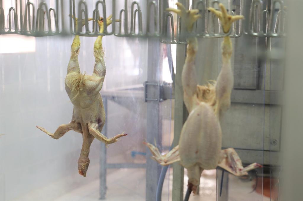 De la production à la commercialisation, le circuit complet de la volaille expliqué par le directeur de la FISA