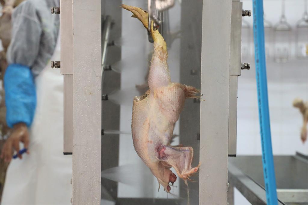 De la production à la commercialisation, le circuit complet de la volaille expliqué par le directeur de la FISA