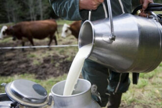 Crise du lait : baisse de la production de 11% et du cheptel bovin laitier de 5% en 2022 (ministère)
