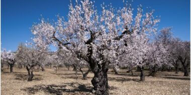 L’amandier, une autre filière qui trinque à cause de la sécheresse