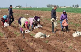 Plus de 8 milliards de DH pour améliorer l’écosystème de la filière maraîchère