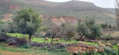 30.000 ha perdus chaque année :  comment préserver les terres de parcours ?